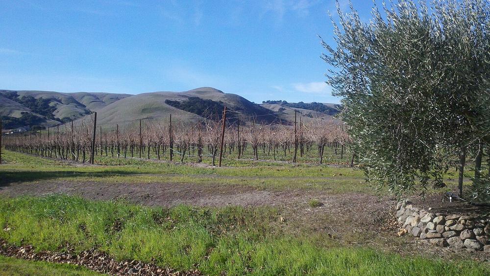 Sonoma County wine country — vineyards rolling toward the coast